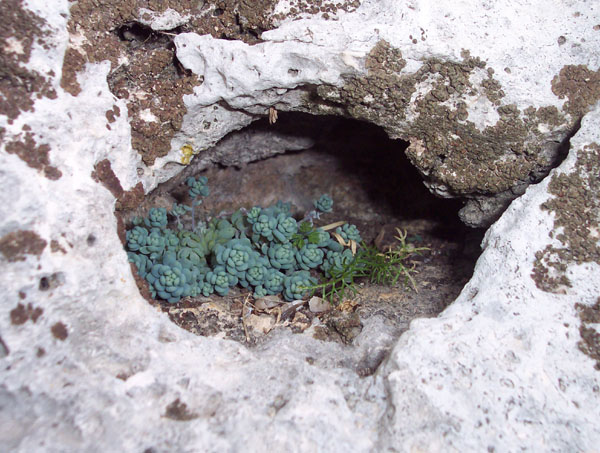 Sedum dasyphyllum / Borracina cinerea